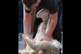 Er worden schapen geschoren bij Kinderboerderij de Baak