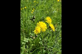 "Sfeervolle wandeling in Park Assumburg