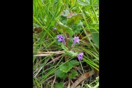 "Sfeervolle wandeling in Park Assumburg