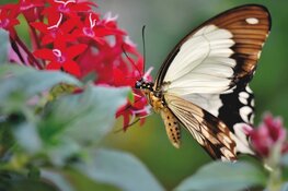 Een leerzame middag over vlinders op Kinderboerderij de Baak
