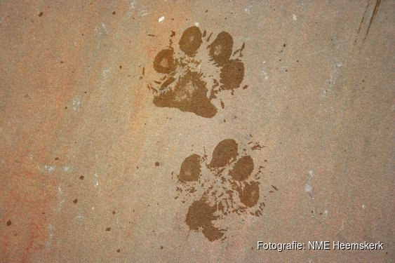 Dieren en sporen bij het Koetshuijs te Heemskerk