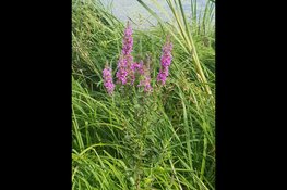 Beleef zomerse natuur en historie in Park Assumburg!