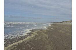 Ontdek de verborgen wereld van het Heemskerkse strand