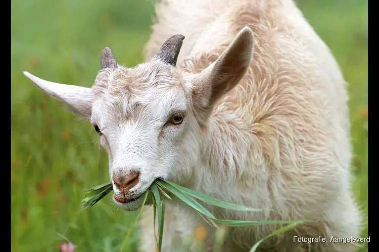 Dierenverwendag bij kinderboerderij De Baak