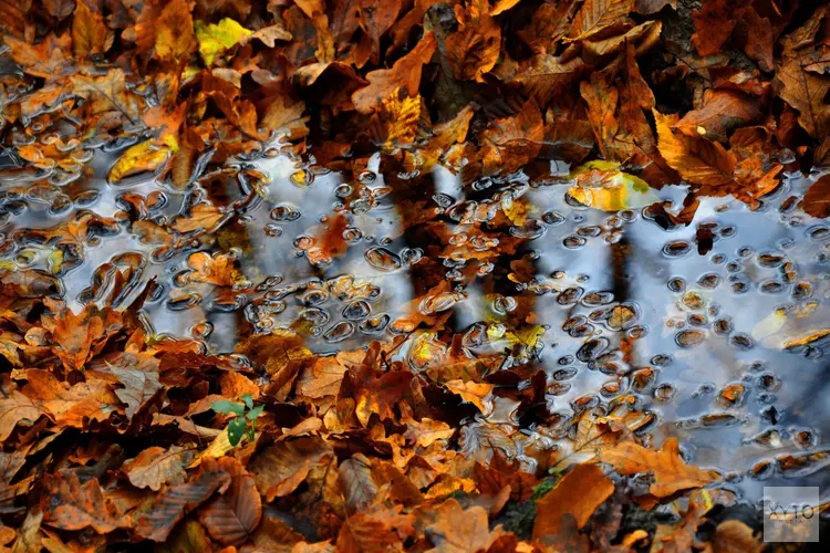 Guur herfstweekend, daarna tijdelijk zachter weer